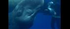 Nature | Visit from an Infant Sperm Whale | PBS