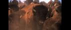Independent Lens | Is There Room for the American Bison in America Anymore? | PBS