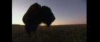 Independent Lens | Appreciating the Animal That Symbolizes the American West | PBS