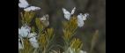 PBS NewsHour | In Oregon, Swarms of Pine Butterflies Take Toll on Forests | PBS