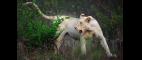 Nature | The White Lions - Preview | PBS