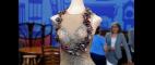 Antiques Roadshow | Appraisal: Sonja Henie Ice Show Costume, ca. 1941 | PBS