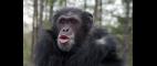 PBS NewsHour | Chimpanzee Testing: Is it the Beginning of the End? | PBS