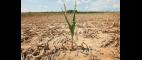 PBS NewsHour | Facing Drought, Farmers' Crops Taking Heat | PBS