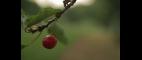 PBS NewsHour | A Sour Year for Michigan Cherry Farmers | PBS