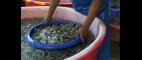 PBS NewsHour | Thai Shrimp Industry Exploits Workers to Sell Cheap Shrimp | PBS