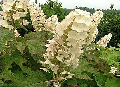 Oak Leaf Hydrangea form the PBS Vistory Garden