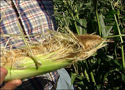 Raccoons ate the Corn